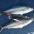 Scarborough Salmon Double Hookup